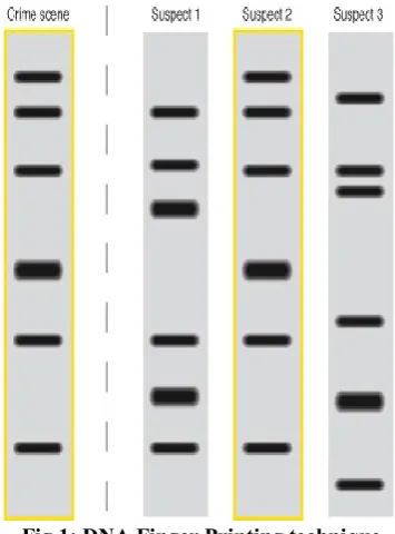 Fig 1: DNA Finger Printing technique 