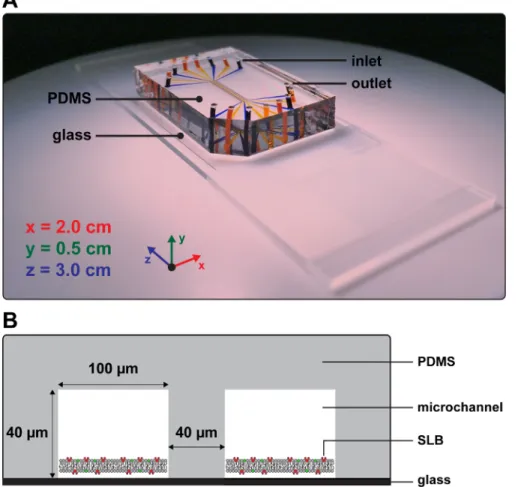 Figure 1: PIP-on-a-chip microfluidic device for studying protein-PIP interactions. (A) The microfluidic device has 8 microchannels with 8 inlets and 8 outlets