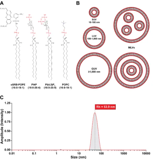 Figure 2. Small unilamellar vesicle (SUV) preparation and quality control studies. (A) Lipid components used in the making of vesicles: