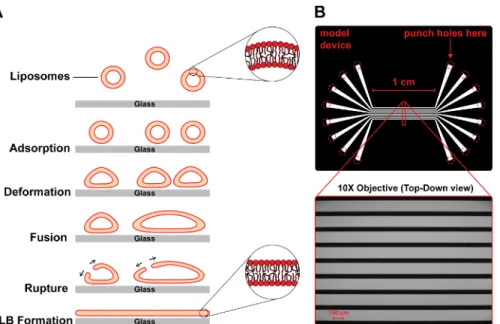 Figure 3: SLB formation on a glass support. (A) Vesicles of desired lipid composition are prepared and then flowed through microchannels.