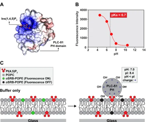 Figure 5: Principles of the pH modulation-based sensing. (A) X-ray crystal structure of the PLC-δ1 PH domain in complex with PI(4,5)P 2