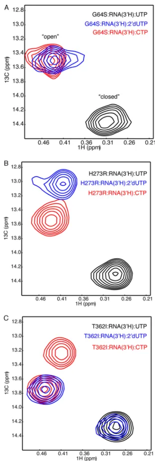FIGURE 10. Fidelity variants of RdRp can change the conformational dynam- dynam-ics of motif D