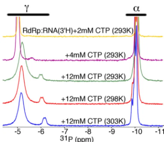 FIGURE 3. Formation of ternary RdRp complexes with sym/sub-UA and the incorrect nucleotide CTP