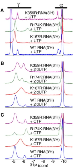 FIGURE 4. Comparisons of RdRp 䡠RNA complexes bound with correct nucleotide (i.e. UTP) (A), bound with incorrect nucleotide with incorrect sugar (i.e