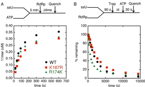 FIGURE 8. UMP incorporation into sym/sub-UA is not affected by the composition of the buffers used for NMR experiments