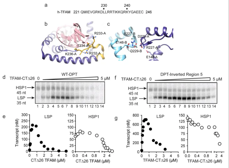 Figure 5. Carboxy-terminal tail of TFAM is essential for transcription from HSP1. (a) Carboxy-terminal tail (CTT) primary sequence of human TFAM