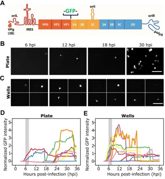 Figure 1. Isolation of single cells is essential for interpretation of replication kinetics when  monitored using fluorescence