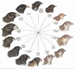 Figure 0.1. — Darwin s collection of finches: Among the most significant specimenscollected by Darwin during his voyage on  HMS Beagle were 14 finch species from Galapagos Islands, which developed different habits and diets dependent on local environment