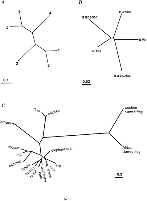 Figure 2.1 -  Tree topologies used to sim ulate the data. (A) Artificial 6-taxon tree