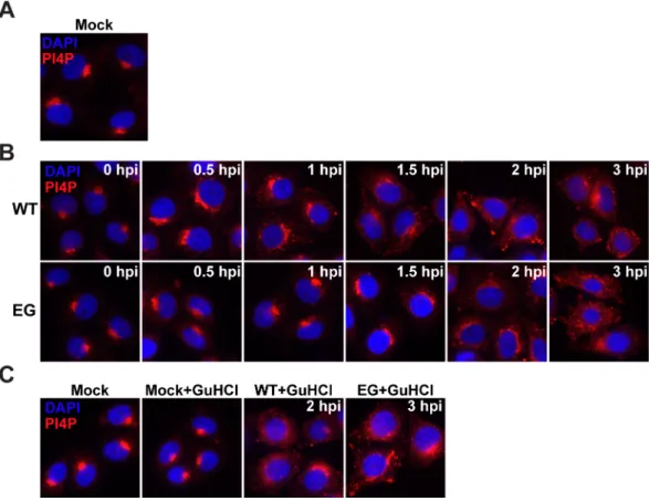 Fig 5. EG PV exhibits delayed induction and redistribution of PI4P. (A) Immunostaining of PI4P in mock-infected HeLa cells