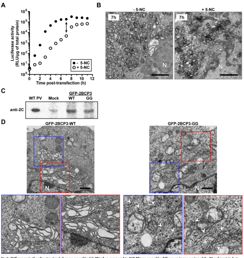Fig 9. Differences in the ultrastructural changes caused by GG PV when compared to WT PV are caused by differences in processing of the P3 polyprotein but not the levels of proteins produced