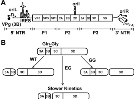 Fig 1. Poliovirus genome organization and P3-polyprotein processing. (A) Schematic of the poliovirus genome
