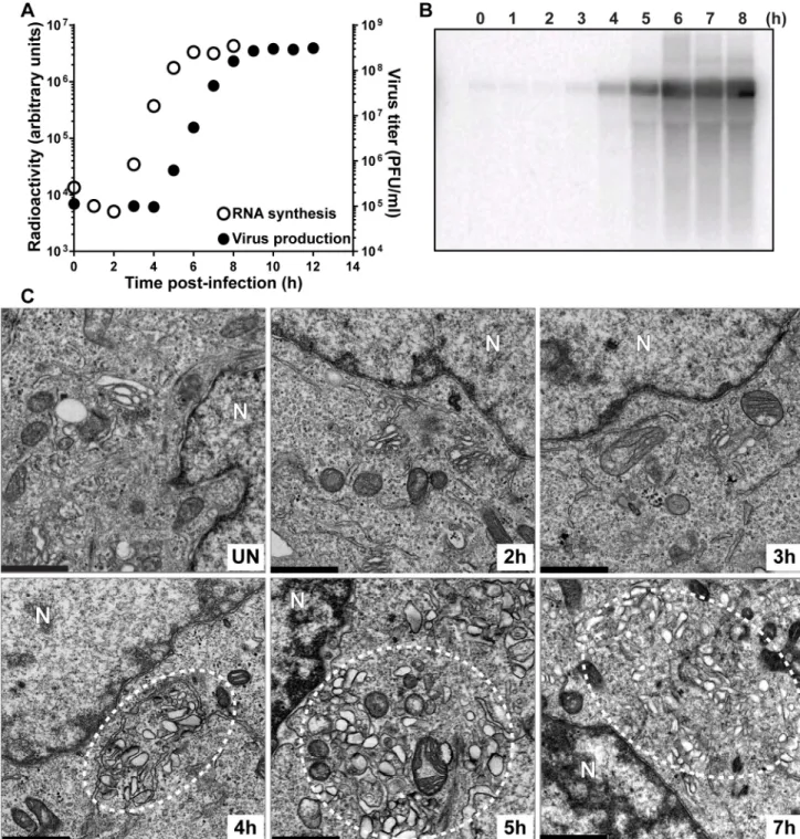 Fig 3. Kinetics of genome replication precedes the kinetics of vesicular cluster formation for EG PV