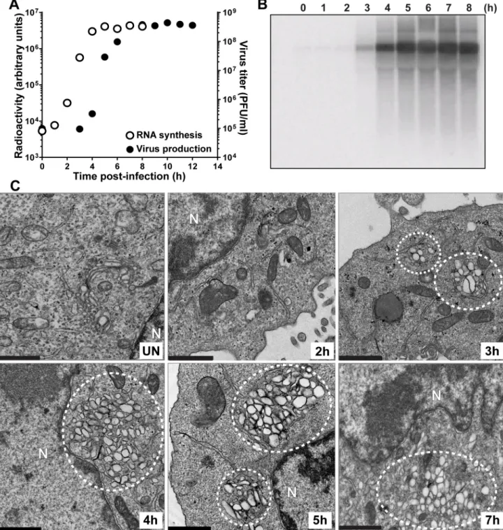 Fig 4. Kinetics of genome replication precedes the kinetics of vesicular cluster formation for WT PV