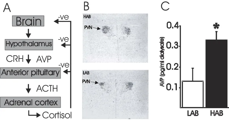 Figure 1. Scheme of HPA axis and differential AVP expression between HAB and LAB animals