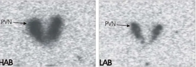 Figure 2. In situ-hybridisation experiments for AVP mRNA in the PVN of HAB and LAB mice reveal a  3 to 4-fold increase in expression in the HAB line mice (Landgraf R, unpublished data)