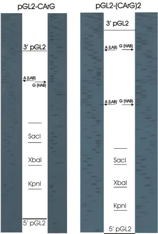 Figure 7. Sequences of the CArG ligated pGL2 vector – pGL2-CArG, pGL2-(CArG)2. Sequences were read from a sequencing primer located 5’ to the insertion site and luciferase gene