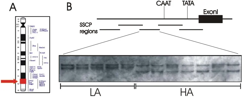 Figure 13. SSCP analysis of the rat AVP gene. (A) The rat AVP gene is located on chromosome 3 at either position 3q35 or 3q41-q42 (Khegai and Ivanov, 1994)