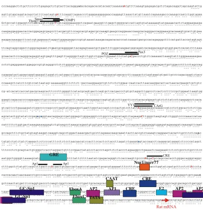 Figure 14. Rat AVP promoter (Acc. AF112362). Polymorphisms in the rat are in red capitals and single base pair differences or deletions to published sequence but found in both strains are in blue lower case characters or marked with a dash in the case of a