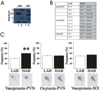 Figure 22. In vivo transcription analysis of AVP and oxytocin. (A) Autoradiogram of allele-specific transcript sequence demonstrating the CT-tracking