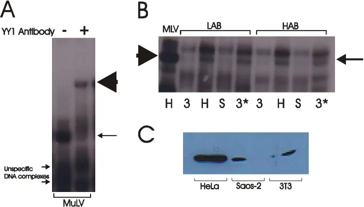 Figure 25. EMSA experiments using YY1. (A) Consensus MuLV binding site oligonucleotide incubated with 1:g nuclear extracts of YY1 transfected Saos-2 cells