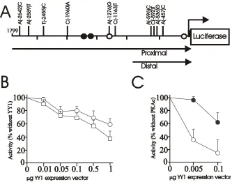 Figure 26. Activity of distal and proximal promoter AVP promoter constructs. (A) Schematic diagram demonstrating the rat AVP constructs used in the expression analysis