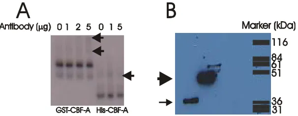 Figure 28. (A) Antibody shift analysis of recombinant GST- and His-CBF-A using increasing amounts of N-CBF-A antibody