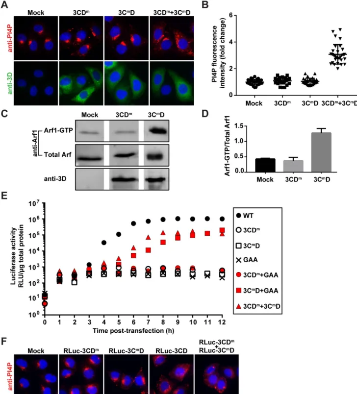 Fig 6. Identification of 3CD variants with substitutions in 3C or 3D domain that impair induction of PI4P biosynthesis at distinct steps