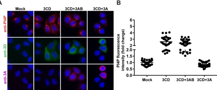 Fig 7. Inhibitory activity of 3AB on PI4P biosynthesis can be overcome by 3CD but that of 3A cannot