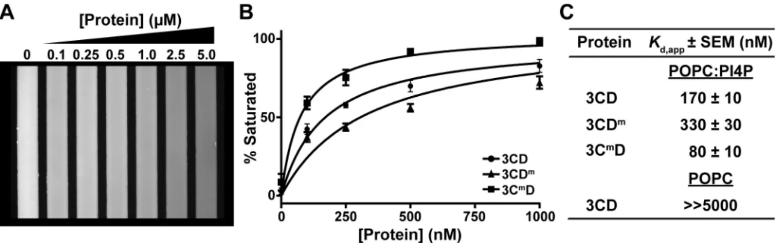 Fig 8. 3CD derivatives exhibit modulated binding to PI4P-containing membranes. A microfluidics-based, membrane-binding assay was used to measure membrane binding by 3CD and derivatives thereof [47]