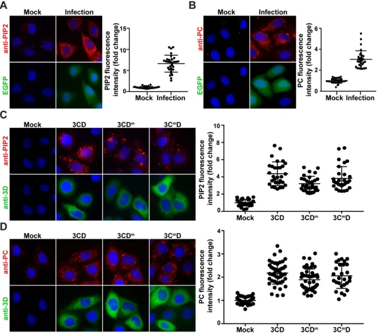 Fig 9. 3CD uses distinct mechanisms to induce different lipids. (A) PV infection induces PIP2