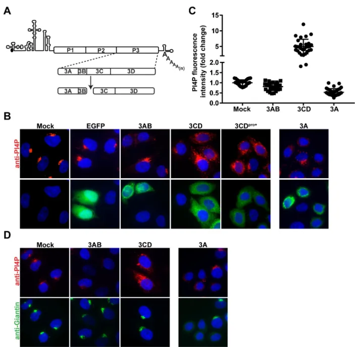Fig 1. Ectopic expression of poliovirus 3CD causes induction and redistribution of PI4P