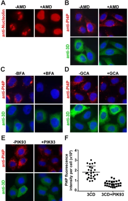 Fig 2. 3CD-mediated induction of PI4P does not require host transcription but uses GBF1 and a type III PI4 kinase(s)