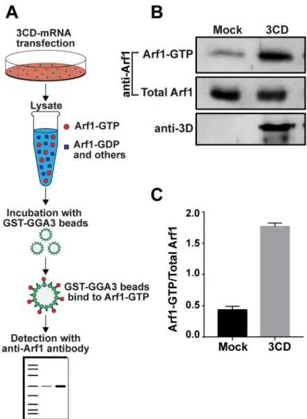 Fig 3. Ectopic expression of 3CD causes activation of Arf1. (A) Schematic of assay used to detect GTP-bound (activated) Arf1