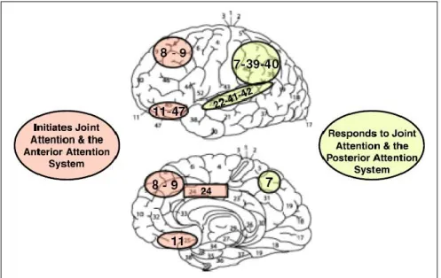 Figure 2. From Mundy &amp; Newell (2007): Illustration of the attention networks in  relation to the development of JA skills 