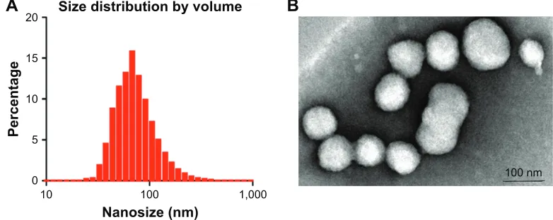 Figure 1 The size and morphology characterization of PHRO. (A) The nanosize of PHRO was detected by the DLS particle size analyzer
