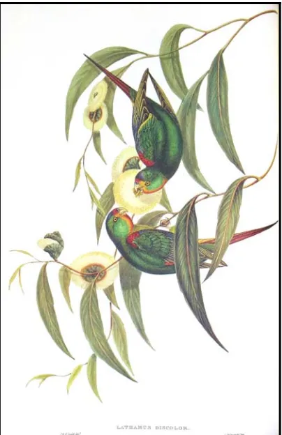 Figure 8 – Swift parrots in Eucalyptus gibbosus from Gould (1848). 