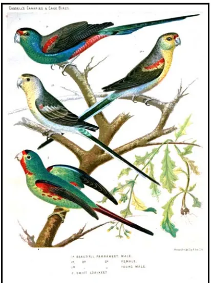 Figure 11 – Captive swift lorikeet (c. 1880) by W.A. Blakston (Source: Debbie Saunders) 