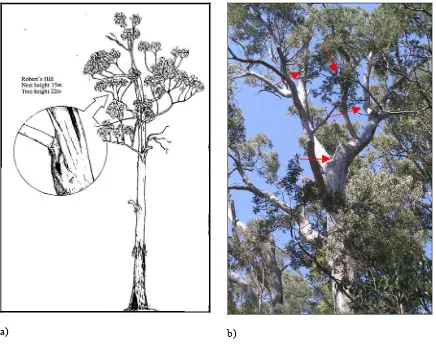 Figure 13 – Old growth forest swift parrot nesting sites a) Robert’s Hill near Hobart (Brown 1989), b) North Bruny Island (Photo: M