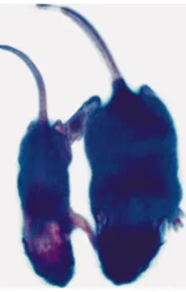 Figure 1Mice deficient in CD18 integrinsmice are runted at birth and requireconstant care for survival