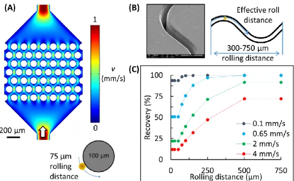 Figure 2.8 (A) Schematic of flow fields generated in a micropillar device (0.65 mm/s) and a close-up of a  pillar with a maximal roll distance of 75 µm