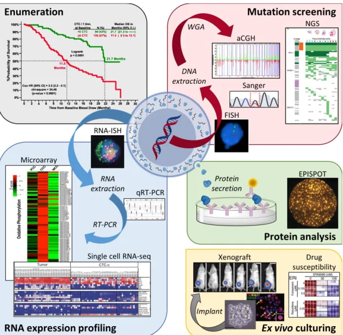 Figure 1.2 Applications for CTC analyses, including enumeration, 34  genomic mutation screening (FISH, 30 Sanger  sequencing, 35   aCGH, 36   and  NGS) 37 ,  RNA  expression  profiling  (RNA-ISH, 27   qRT-PCR, 38   expression  microarrays, 39   and  single