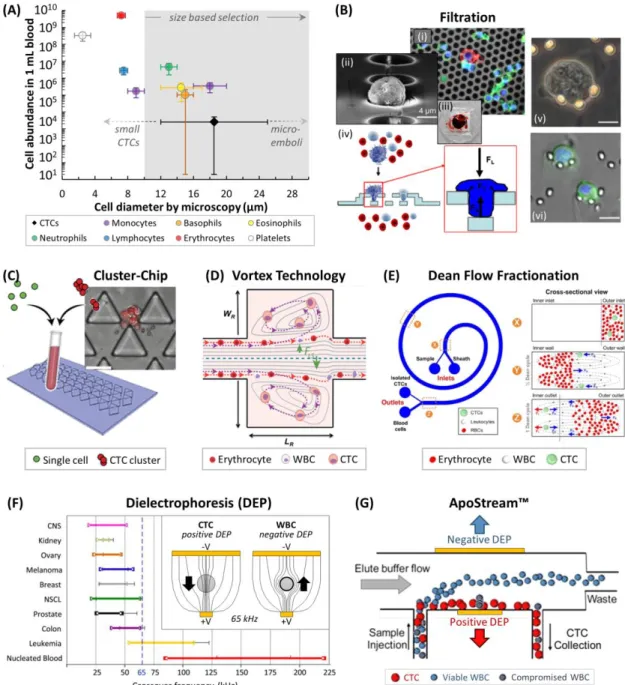 Figure 1.9 (A) Cell abundance versus cell diameter of blood cells 26  and CTCs, 83  and common size ranges  for  CTC  discrimination
