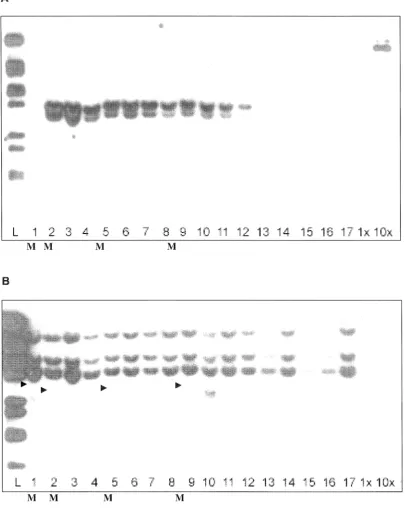 Figure 7.6 Southern of plants with mutant and normal phenotypes hybridised 
