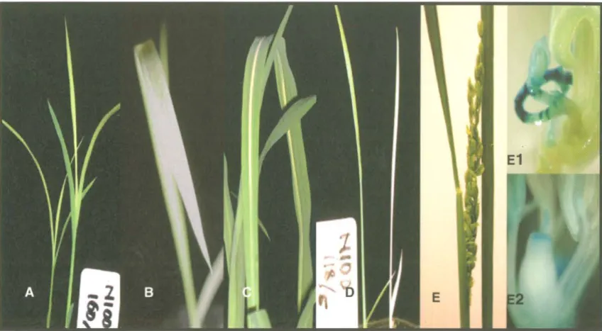 Figure 7.1. Chlorophyl mutation and ectopic phenotypes in spikelets 