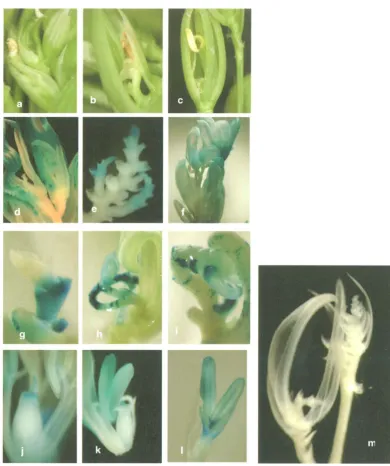 Figure 7.3. female organ, gene expression in various flower organs. and not fully developed stigma (philia) and spikelet, morphological changes, a (carpel), Ectopic expressions of pSKC66.1-8e line and its reporter a-c: range of flower & b