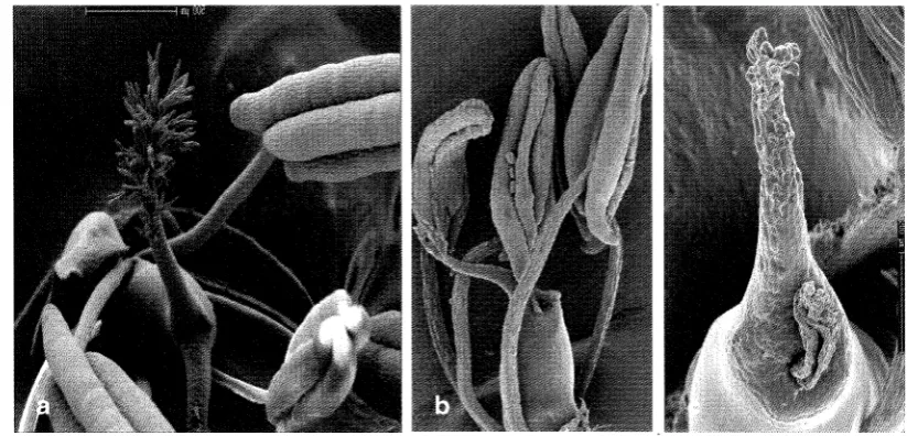 Figure 7.4 8e line. anther and stigma, Scanning electron microscopy of anther and stigma of the pSKC66.1-a