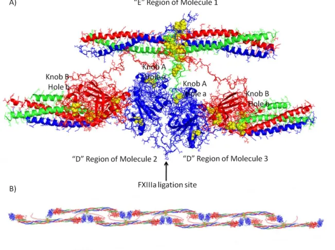 Figure  1.3  Fibrin  knob:hole  interactions  and  Protofibril  Formation:    Fibrin  polymerization proceeds through a series of knob-hole interactions
