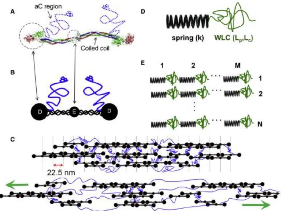 Figure  1.7:  The  αC  extension  model:    This  model  is  laid  out  in  detail  in  Chapter  2