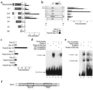 Figure 4A Pax3- and Sox10- responsive enhancer in the 